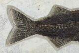Uncommon Fish Fossil (Mioplosus) - Wyoming #168338-3
